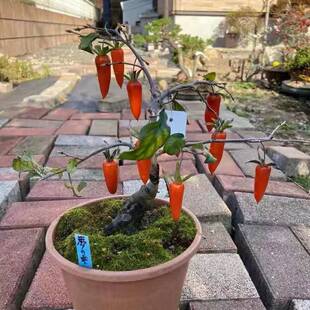 老鸦柿盆景老鸭柿盆栽梦之雫品种瑰宝金蛋子独孤果母苗金撢子观果