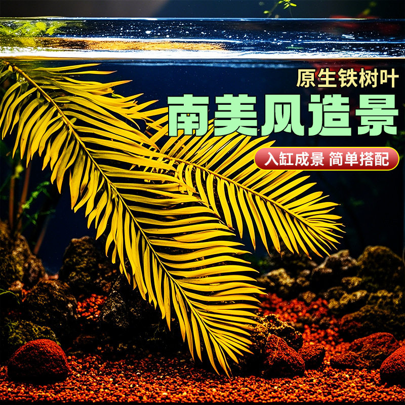 大型铁树叶沉叶南美缸原生缸装饰树叶网红沉叶沉叶鱼缸造景绿植装图片