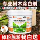 树木涂白剂大树刷白果树抗寒防虫杀菌树干涂白粉防霜防冻石灰粉剂