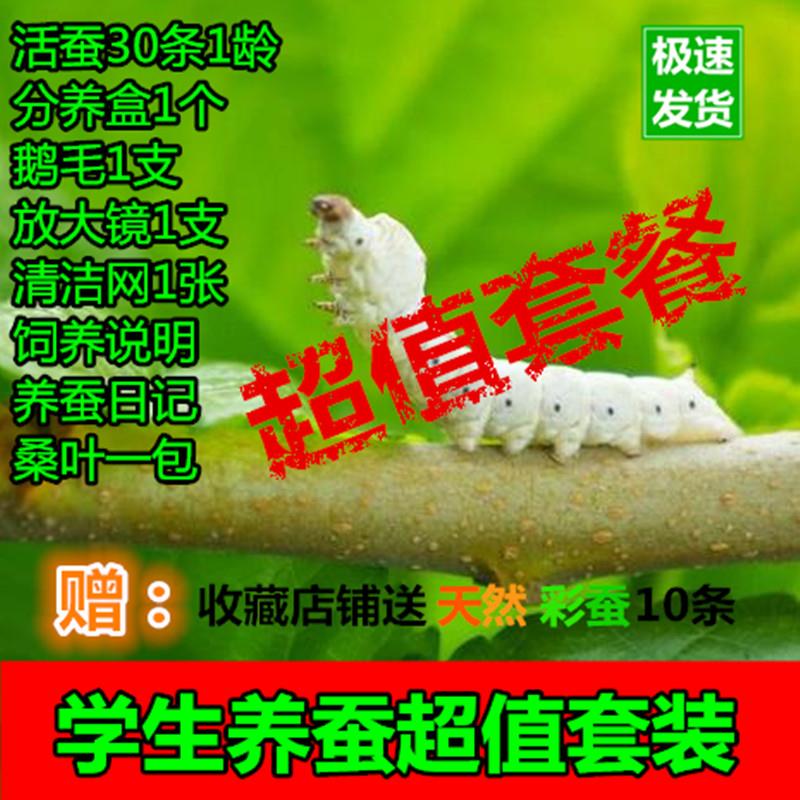 蚕宝宝活体宠物小动物虫子桑蚕三二龄巨型学生养蚕套装送工具桑叶