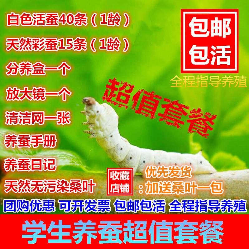蚕桑叶放大镜 套装蚕宝宝 蚕卵 蚕种 蚕子送新鲜桑叶鹅毛小蚕学生