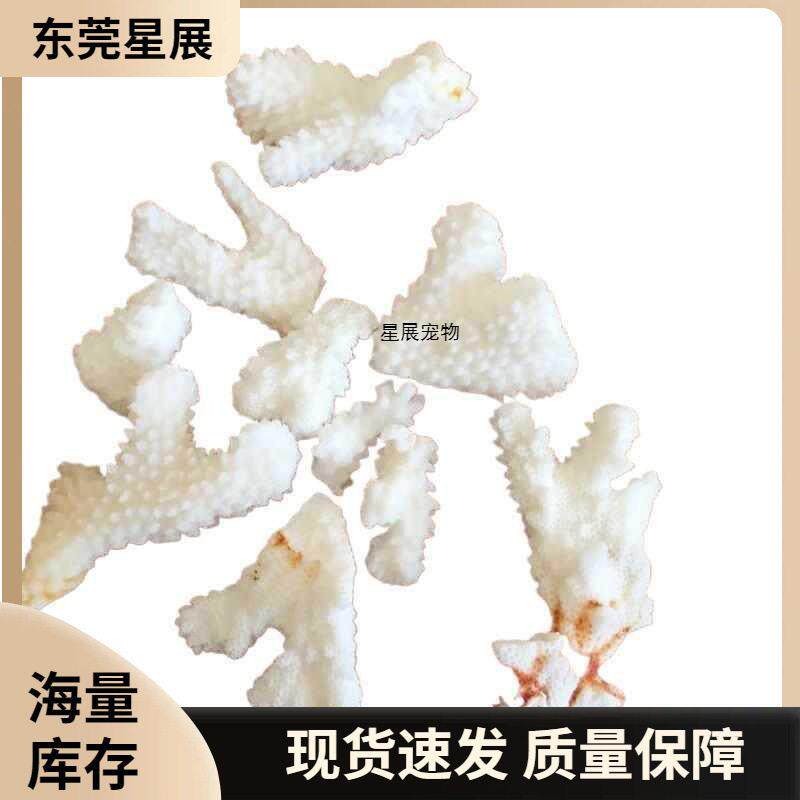新品珊瑚骨天然珊瑚石天然真品珊瑚鱼缸摆件鱼缸珊瑚