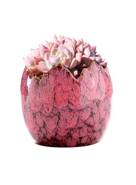b67小蛋壳多肉花盆微景观办公室摆设家居摆饰小花盆新款热卖花容