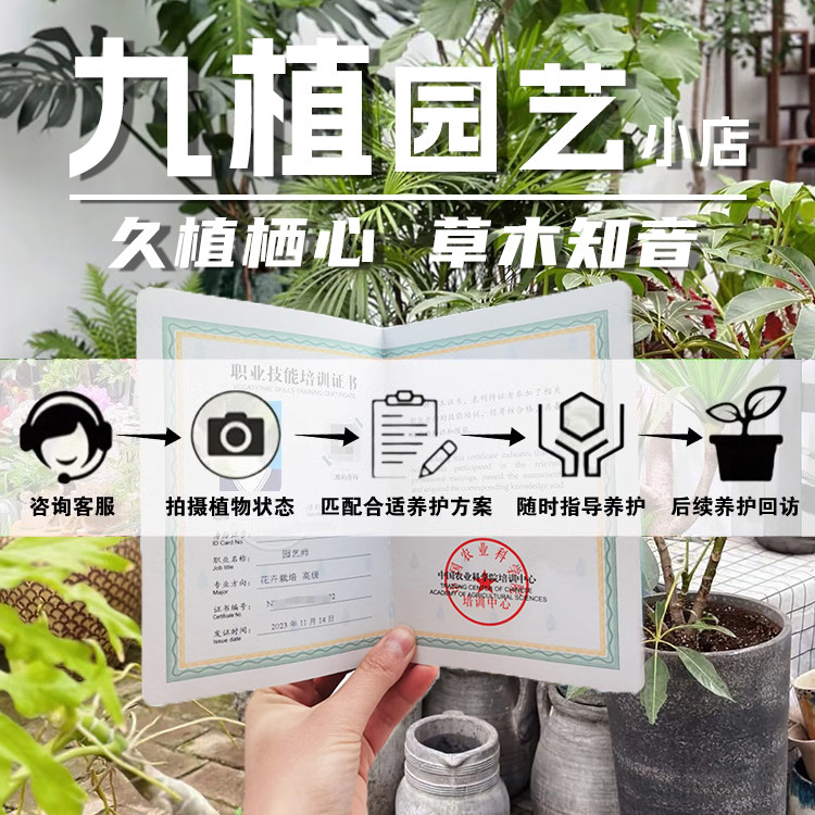 随单购买 I 高级园艺师免费分析植物病害 I 买的值得 让您放心,鲜花速递/花卉仿真/绿植园艺,家庭园艺肥料,淘宝优惠券,粉丝福利购,淘宝优惠卷