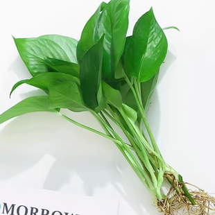 水培绿植绿萝简单好养有水就能活只要加水