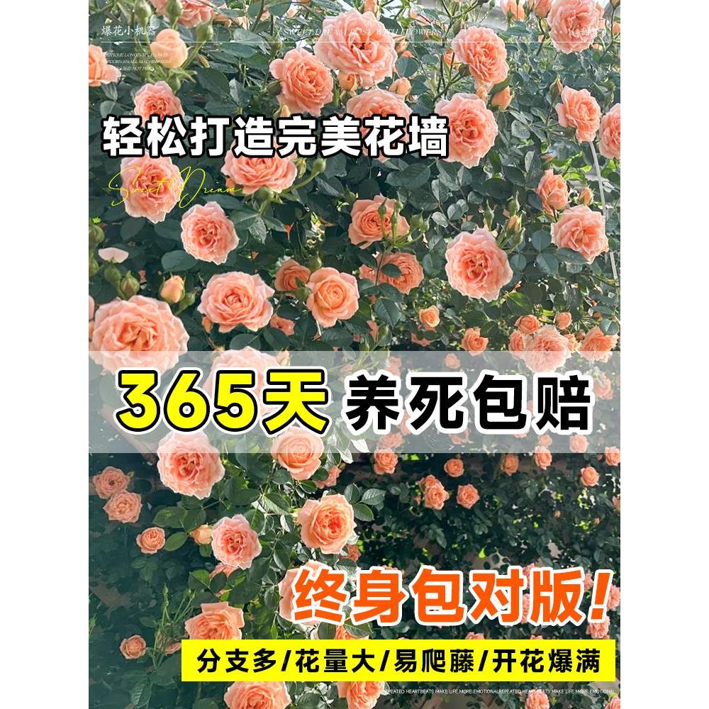 【1米大苗】蔷薇花苗藤本月特花耐8启际(食季寒植物庭院四季花卉