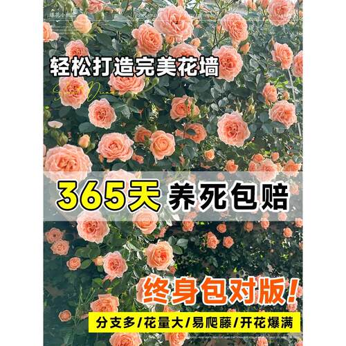【1米大苗】蔷薇花苗藤本月特花耐8启际（食季寒植物庭院四季花卉