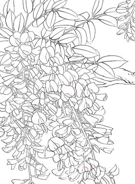 ZTH001工笔印画白描底稿大幅线学稿实藤物打稿国画初者素材六尺紫