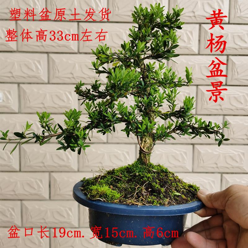 名贵叶黄杨盆栽矮造型FCS桩客厅办霸公室绿植花卉小老雀舌黄杨四图片