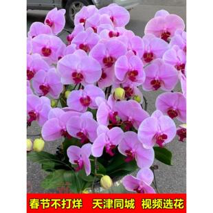 天特级蝴XTU蝶兰盆栽带花苞公品司开业乔迁客厅动生日礼同活城津