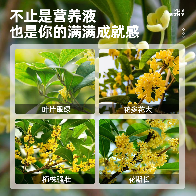 桂花树肥料专用肥开花营养液养料黄叶干尖枯叶病花大花卉绿植养花