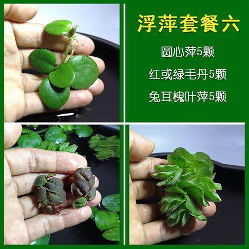 好货Fish tank landscaping aquatic plants fish tank aquatic p