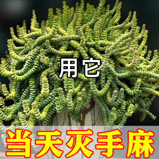 【当天灭手麻】手脚麻木专用贴四肢发麻腿脚酸胀手臂僵硬止麻贴YF