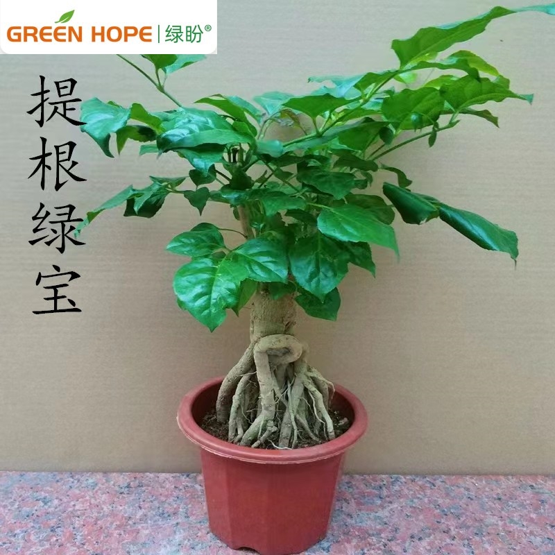 提根幸福树绿宝盆栽造型盆景室内四季常青净化空气办公室盆栽