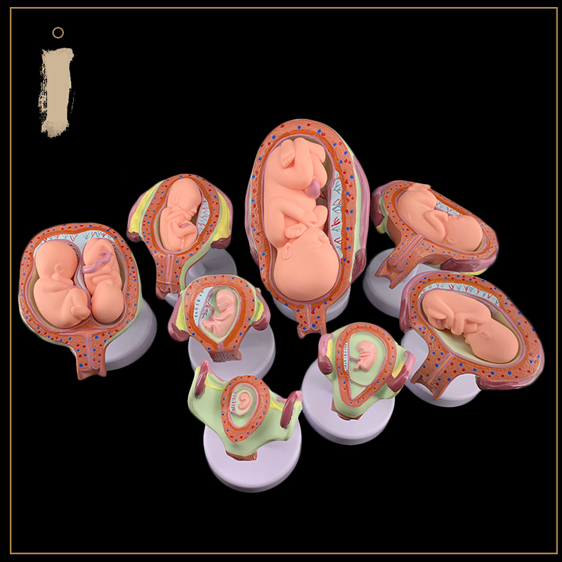 人体胚胎发育模型 妊娠胚胎发育过程 怀孕十月胎儿模型 医学教学