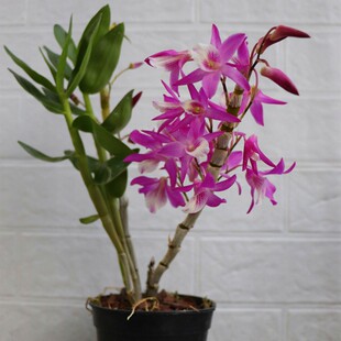 精选稀有火鸟石斛盆苗 火鸟带盆栽好已经成M活 吊兰花洋兰花卉盆