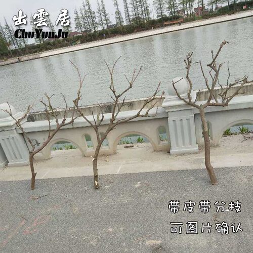 原木干枝分枝干树枝装饰树v干枯枝室内天花板挂灯插花挂件舞台摆