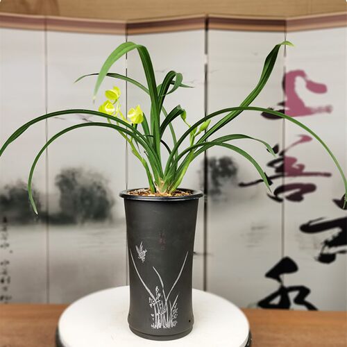 春剑素荷 兰花苗草带花苞浓香型室内好养V绿植花卉盆栽