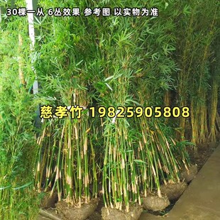 慈孝竹庭院户外四季小型观赏竹子苗阳台盆栽耐寒S室外绿植丛生连