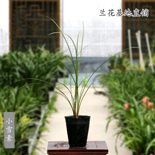 兰花苗莲b瓣兰素心小雪素带花苞浓香客厅阳台室内花卉绿植好养盆