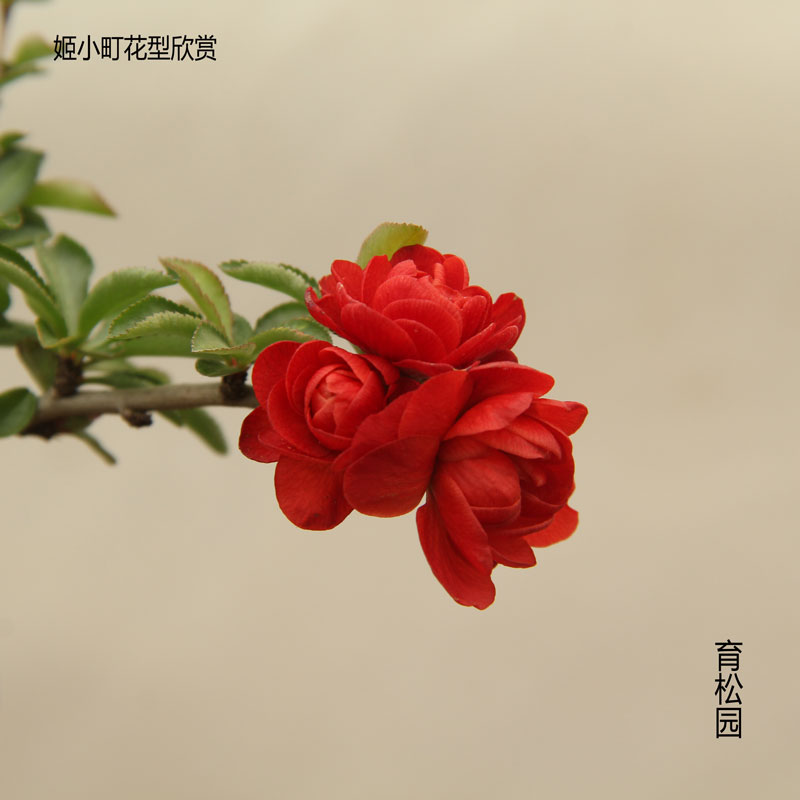 新品姬小町海棠 八重咲花型 复瓣深红色大花 室内阳台花卉