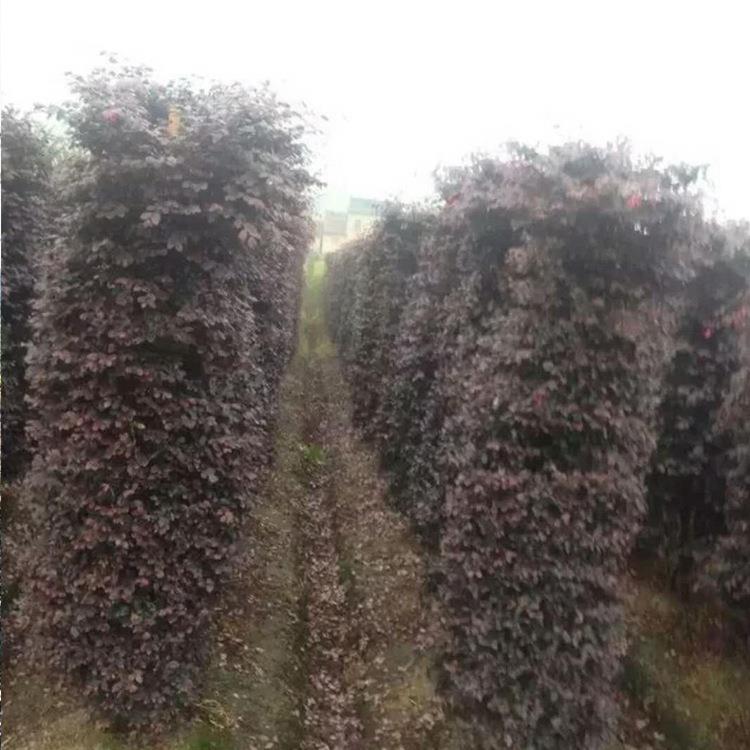 苗木绿化工程园林红花继木桩造型红花继木柱工程红花继木柱