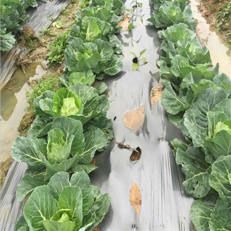 大棚农用薄膜大棚种植农田种植专用地膜农家草莓园专用透明膜整卷