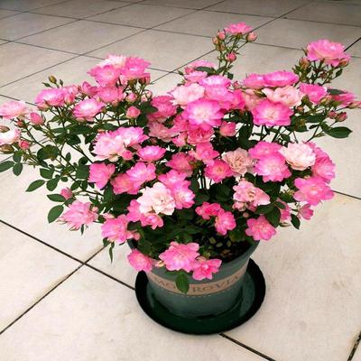 天荷繁星月季花苗微型天河灌木多头玫瑰蔷薇欧月庭院阳台盆栽地栽