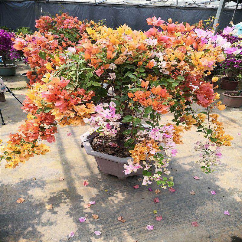 巴西三角梅耐寒盆栽阳台爬藤室内植物地栽懒人庭院花卉四季开华庚