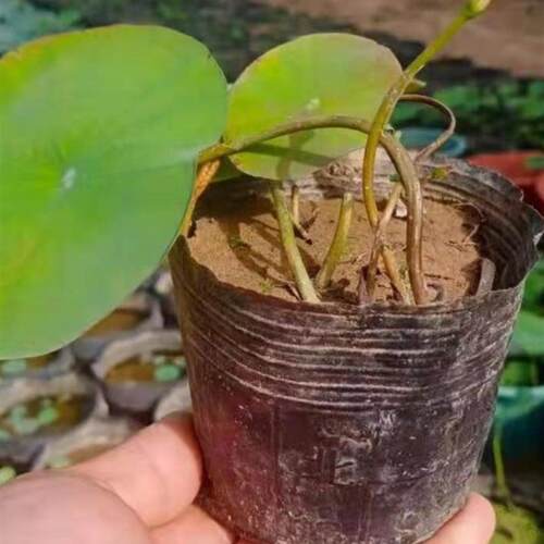 微型碗莲种藕根茎成品苗带花苞迷你小荷花小微莲水培水生观赏植物