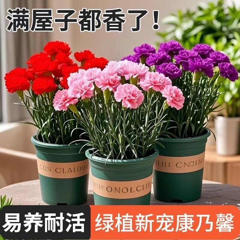 康乃馨吸甲醛防辐射好养开花阳台观茎植物四季鲜花耐寒母亲节直发