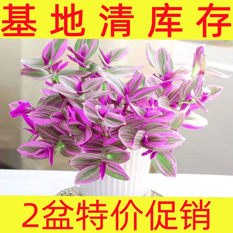 油画婚礼吊兰锦盆栽可水培室内阳台懒人垂吊观叶植物