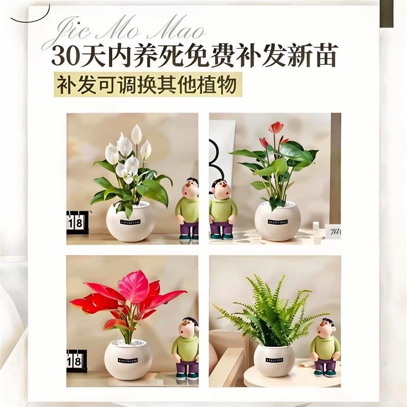 绿植室内小盆栽发财树绿萝高级感客厅水培植物办公桌面工位好养活