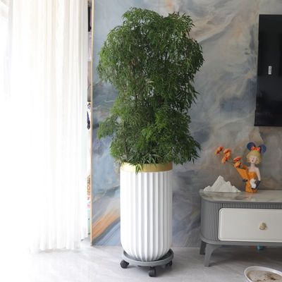 羽叶福禄桐盆栽大型室内绿植客厅办公吸L甲醛金钱兜植物老桩盆景