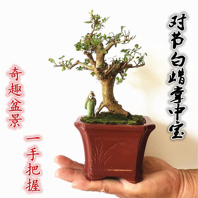湖北京山对节白蜡掌中宝盆景阳台办公桌室内外微型绿植迷你盆栽