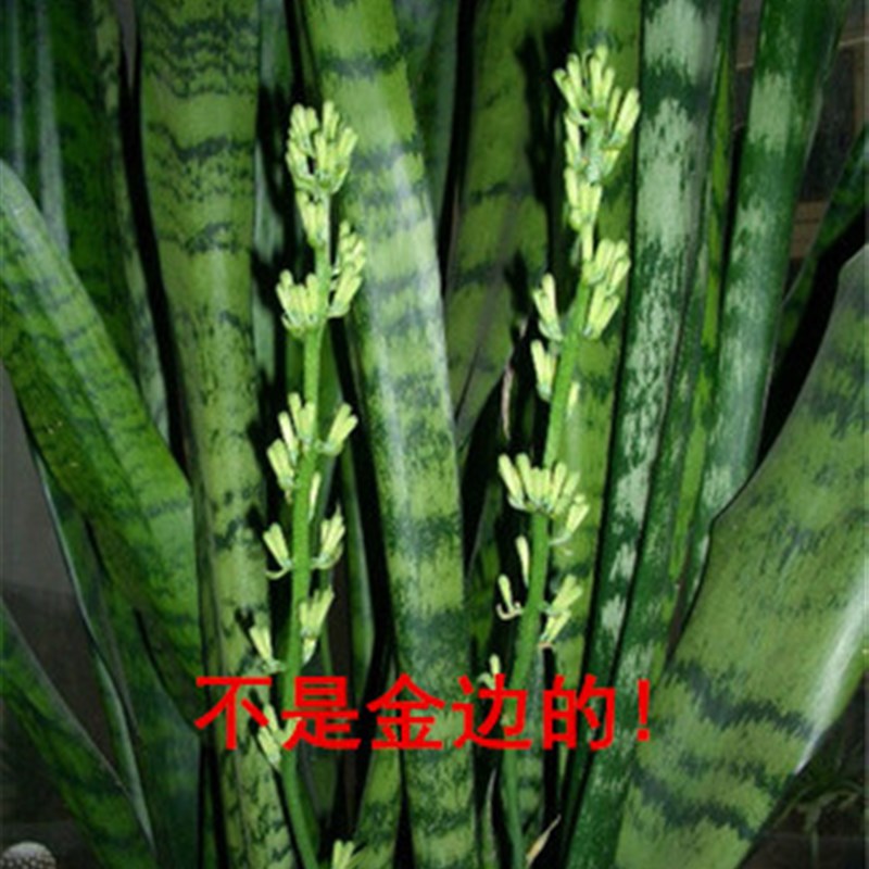 高大环保盆景虎尾兰盆栽净化空气吸甲醛室内银脉虎皮兰绿色植物