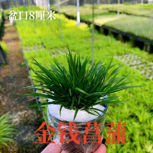 水培附石金钱菖蒲草虎须黄金姬贵船苔室内绿色植物造景微型小盆栽