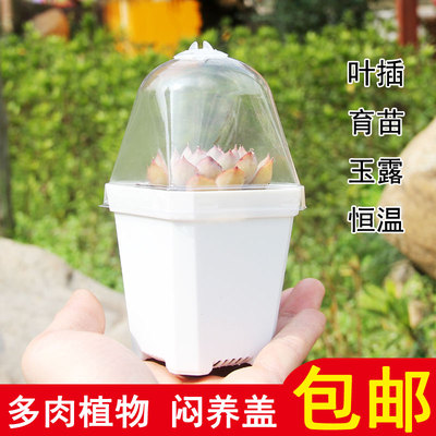 加厚小黑方彩方大方透明闷养盖多肉PP生石花玉露十二卷方盆保温罩