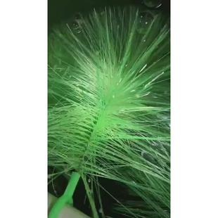 锦鲤产卵鱼巢观赏鱼养殖场繁殖孵卵毛草刷金鱼专用鱼卵孵化草鱼巢