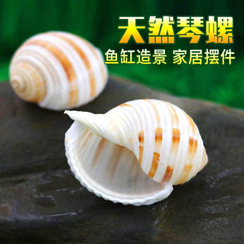 琴螺天然贝壳大海螺多肉花盆摆件鱼缸造景水族箱装饰卷贝鱼繁殖壳,鲜花速递/花卉仿真/绿植园艺,洒水/浇水壶,淘宝优惠券,粉丝福利购,淘宝优惠卷