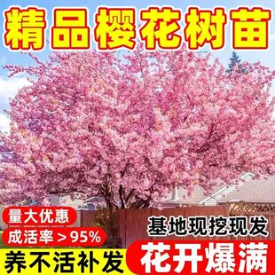 日本樱花树苗庭院大型小苗盆栽地栽四季南北方种植风景树绿化树苗