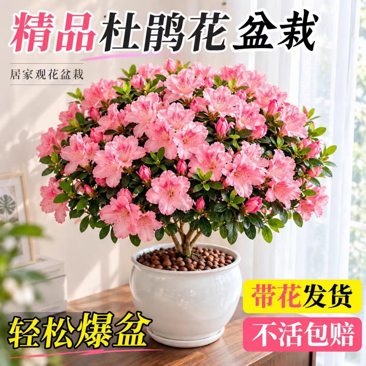 西洋杜鹃小苗多分叉带花苞常青
