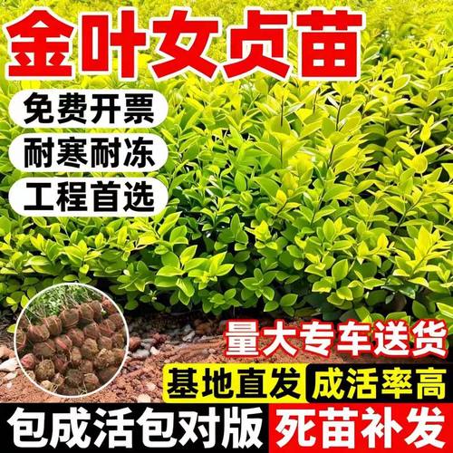 金叶小叶女贞树苗篱笆四季常青庭院植物绿化苗木耐旱耐阴无虫害