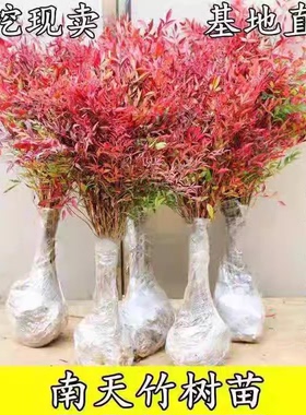 老桩南天竹盆景树苗四季青火焰红天竺盆栽竹子好养活室外耐寒树木
