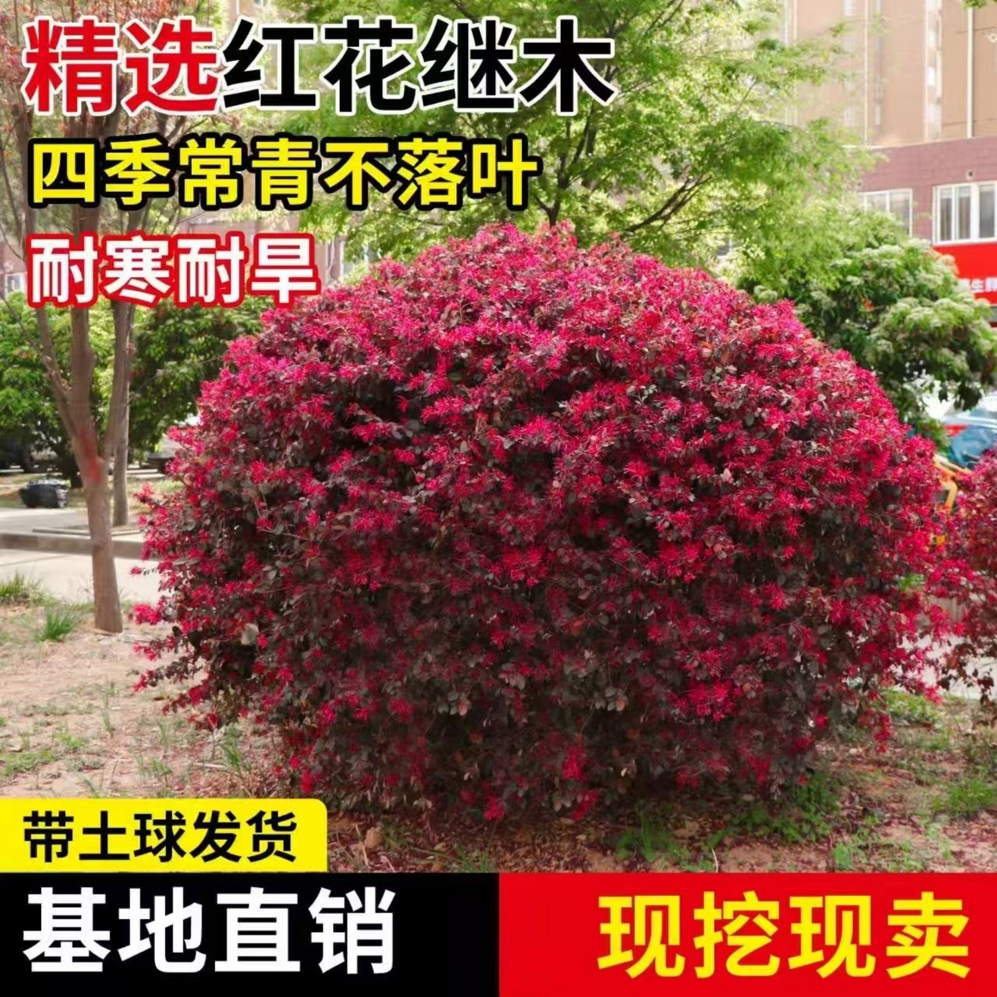 红花继木球红花继木树苗老桩盆景庭院园林绿化带工程苗木围墙植物,鲜花速递/花卉仿真/绿植园艺,观叶 /花灌木,淘宝优惠券,粉丝福利购,淘宝优惠卷