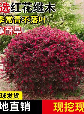 红花继木球红花继木树苗老桩盆景庭院园林绿化带工程苗木围墙植物