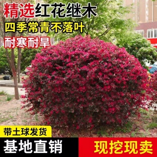 红花继木球红花继木树苗老桩盆景庭院园林绿化带工程苗木围墙植物