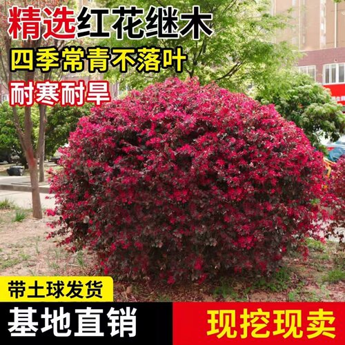 红花继木球红花继木树苗老桩盆景庭院园林绿化带工程苗木围墙植物