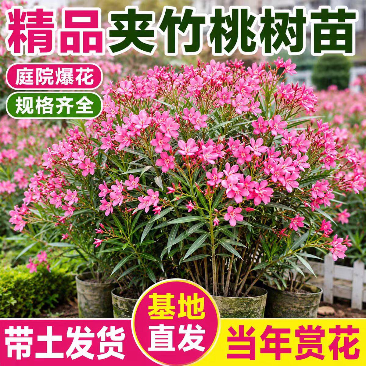 夹竹桃树苗柳叶桃苗夹竹桃盆栽花卉四季庭院篱笆院墙绿化植物避蛇