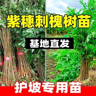 紫穗槐树苗防沙固沙护坡灌木国槐树苗刺槐树苗耐寒耐旱固土绿化苗